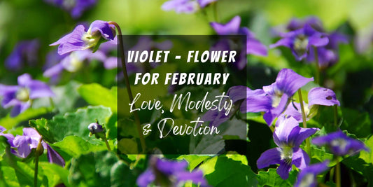 Violets — February's flower of love, modesty and devotion, by Australian botanical artist Kirsten Katz
