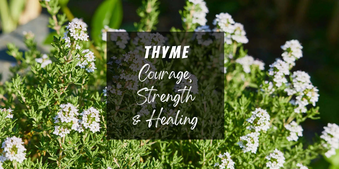 Thyme, a herb for courage, strength and healing