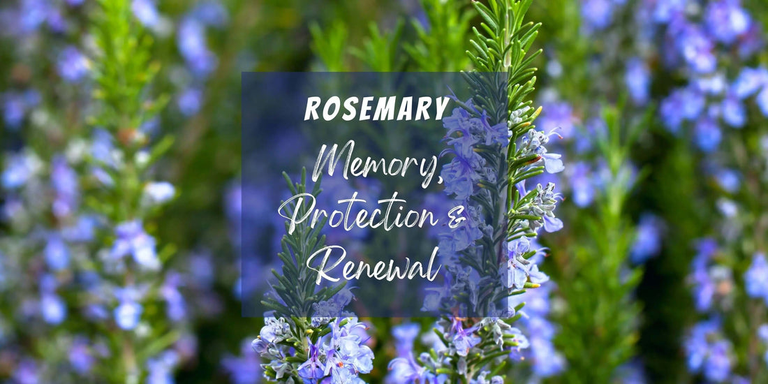 Rosemary, a herb for memory, protection and renewal